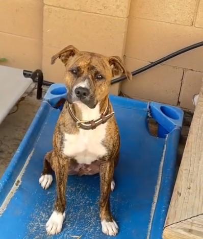 Enlarge Sandy, a Adopted mixed breed in Encino, CA image 2/4