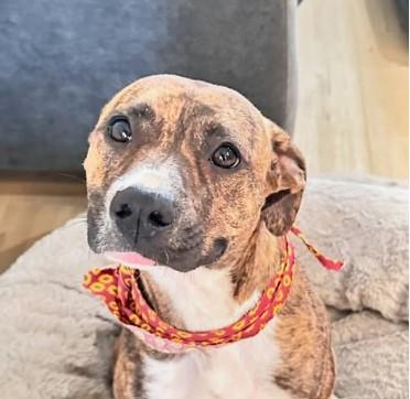 Enlarge Sandy, a Adopted mixed breed in Encino, CA image 3/4