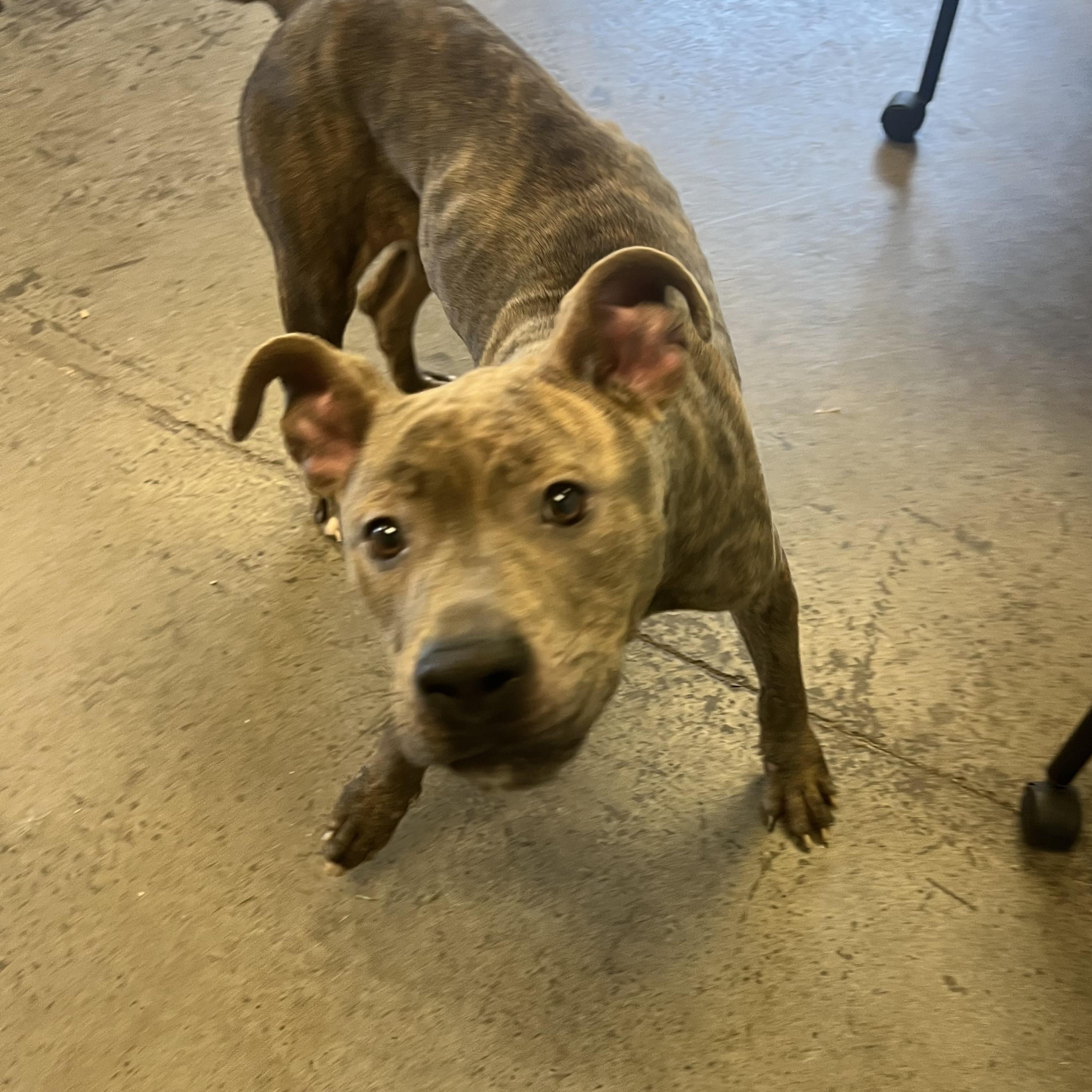 Samara, a Adoptable mixed breed in Mishawaka, IN image 5/6