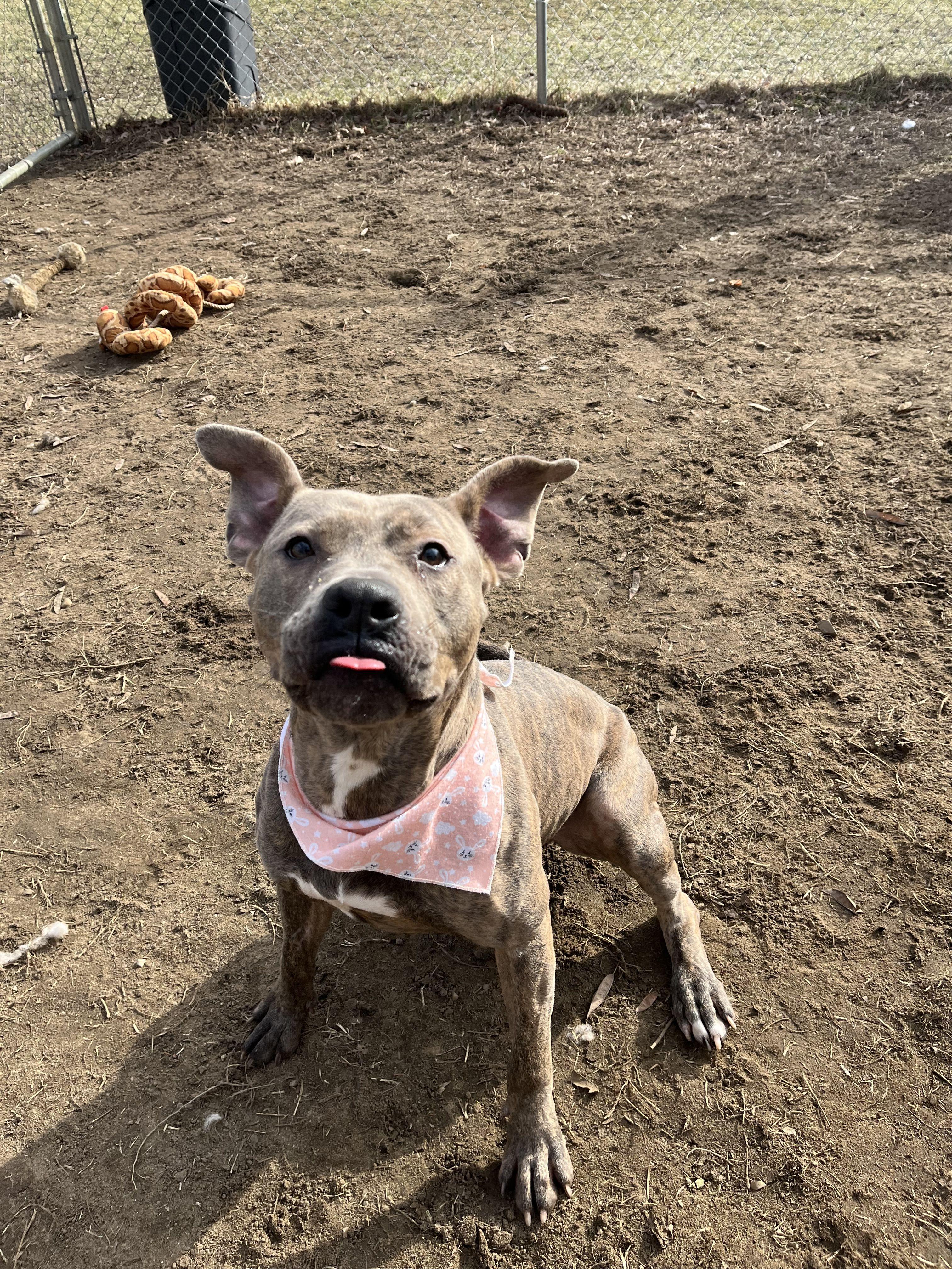 Samara, a Adoptable mixed breed in Mishawaka, IN image 4/6