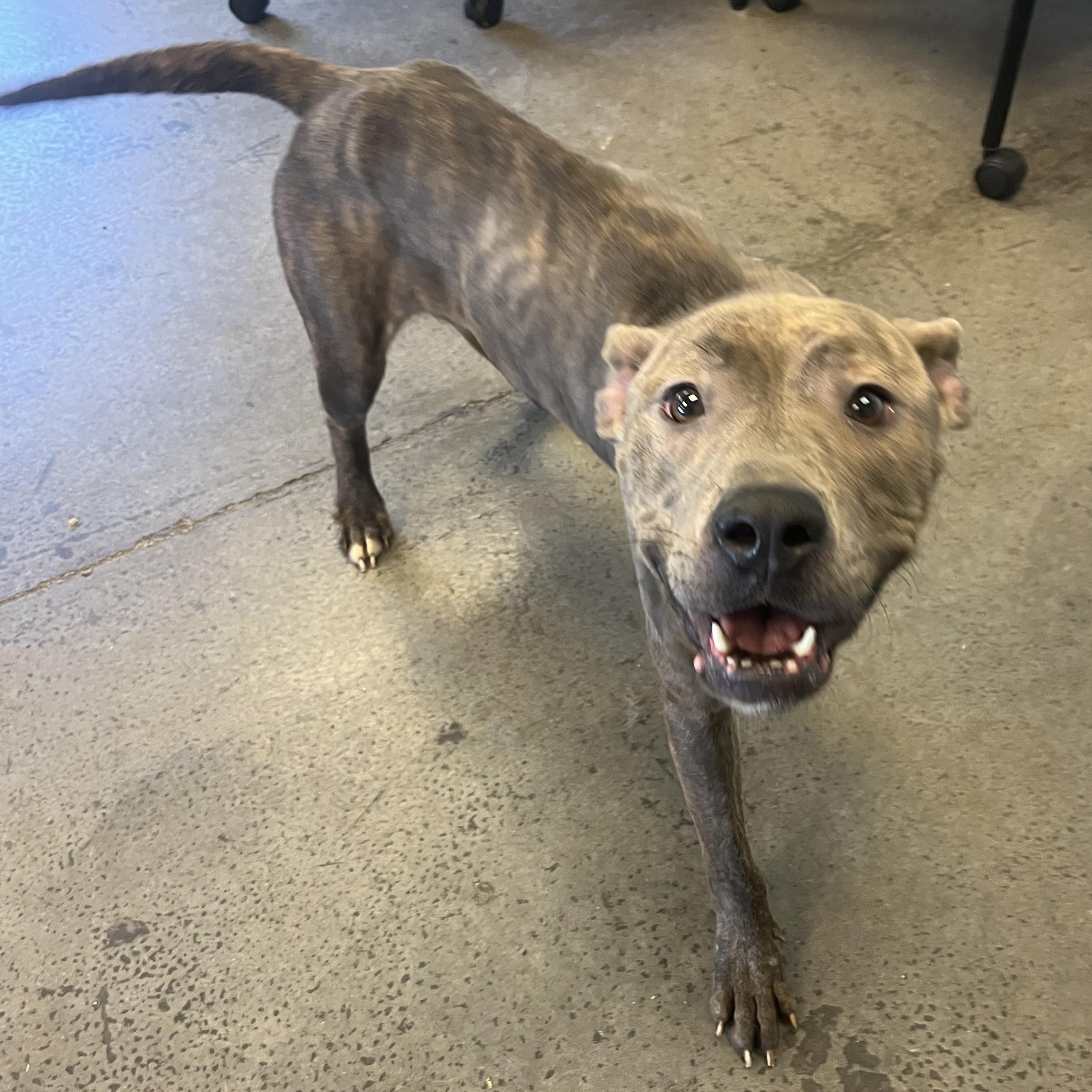 Samara, a Adoptable mixed breed in Mishawaka, IN image 1/6