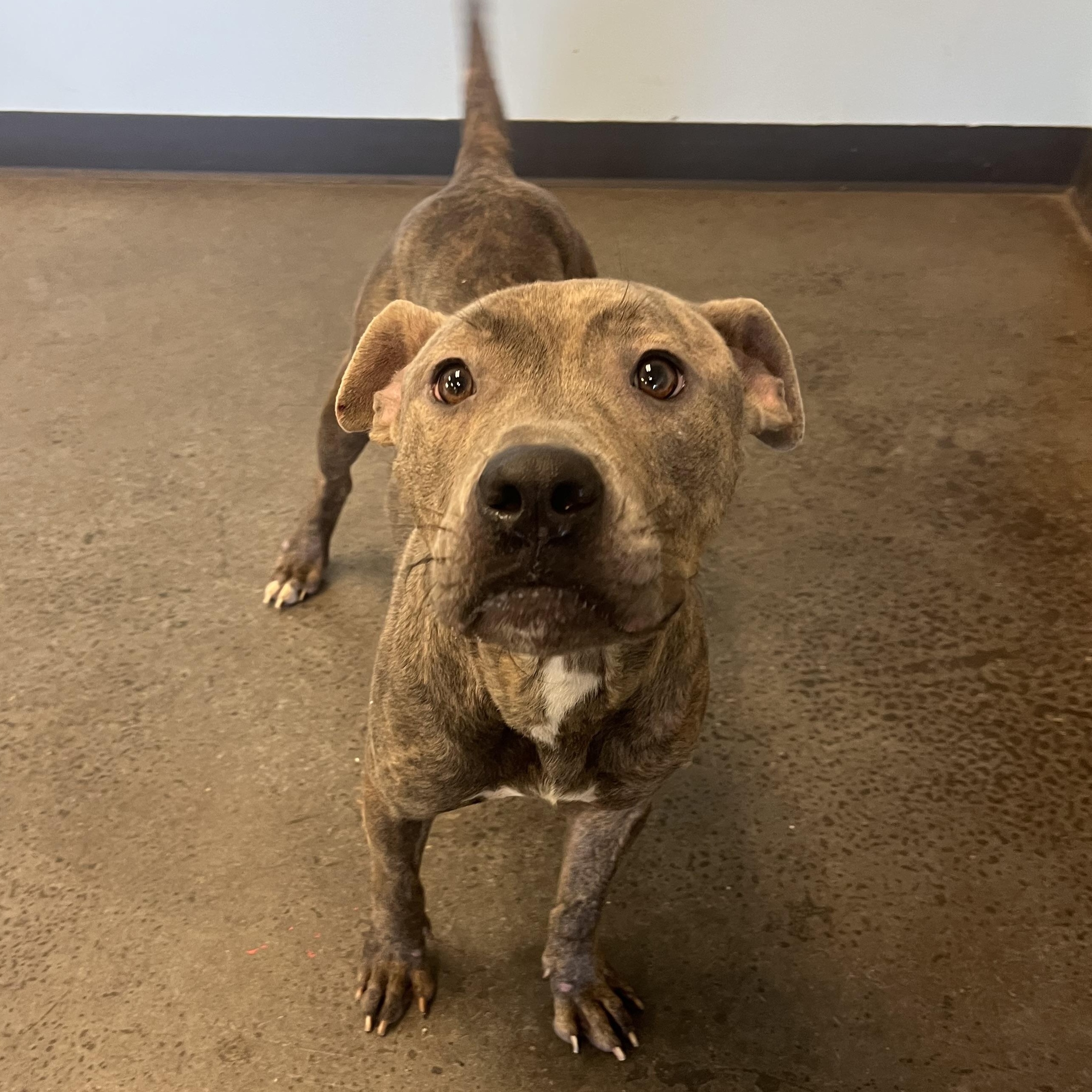 Samara, a Adoptable mixed breed in Mishawaka, IN image 3/6