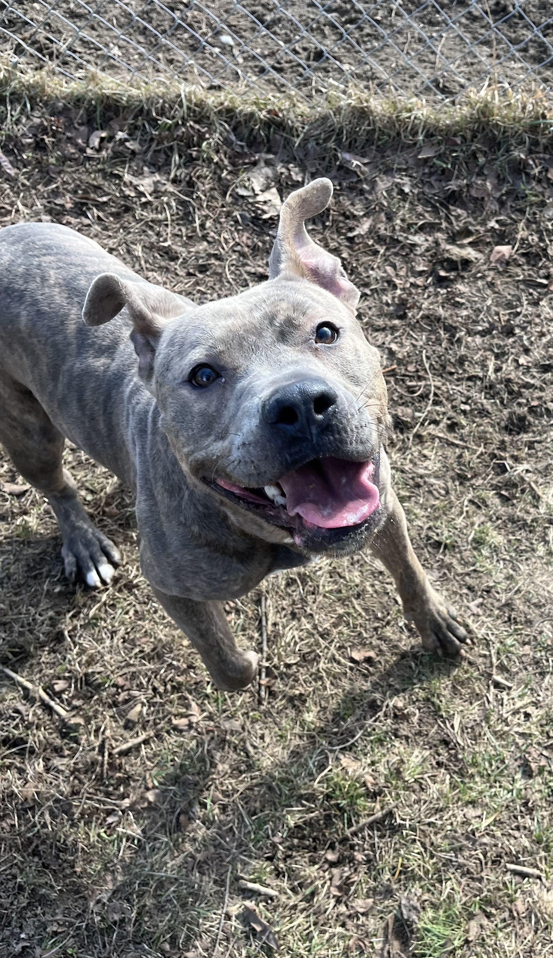 Samara, a Adoptable mixed breed in Mishawaka, IN image 3/6