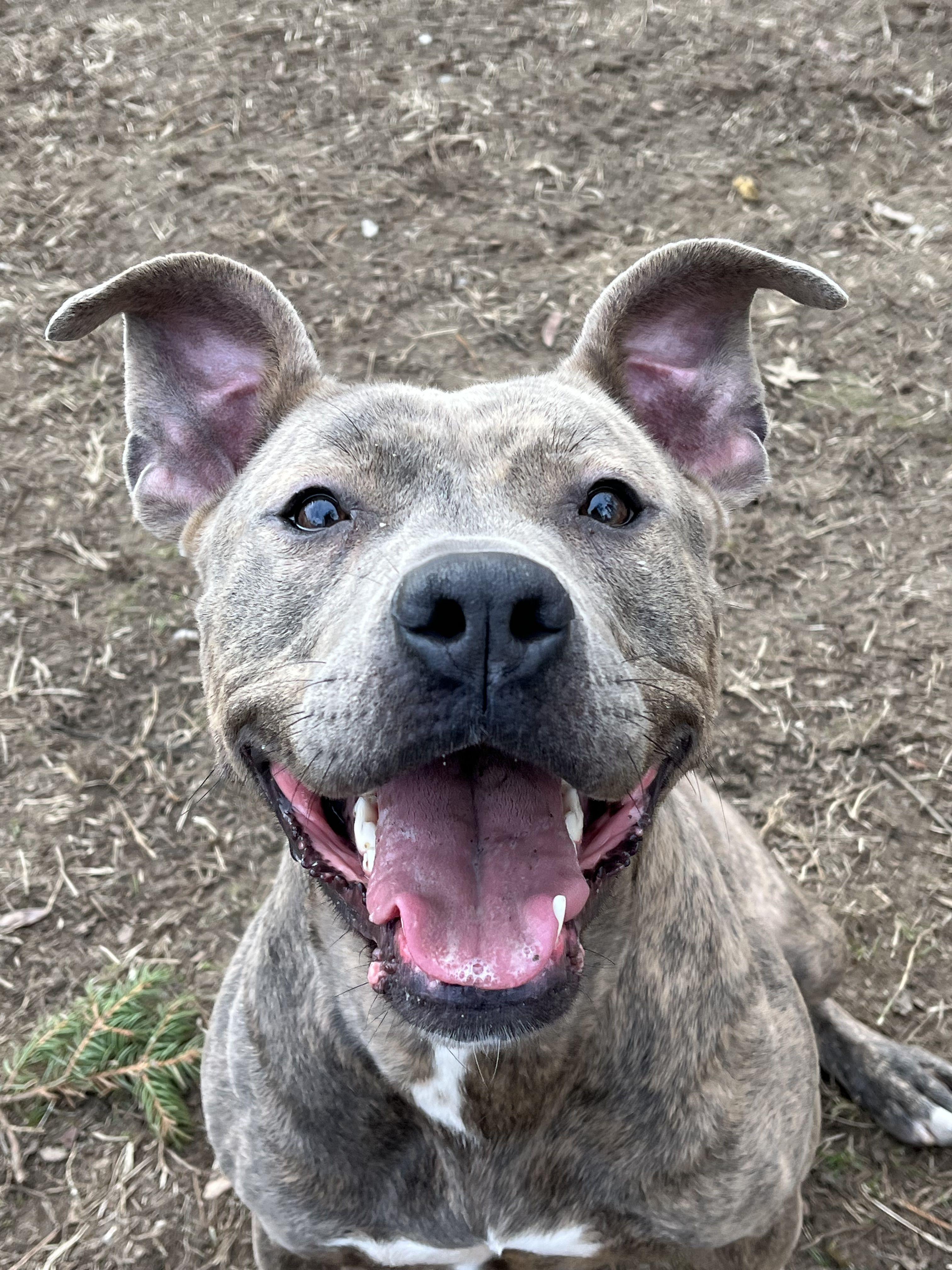 Samara, a Adoptable mixed breed in Mishawaka, IN image 6/6