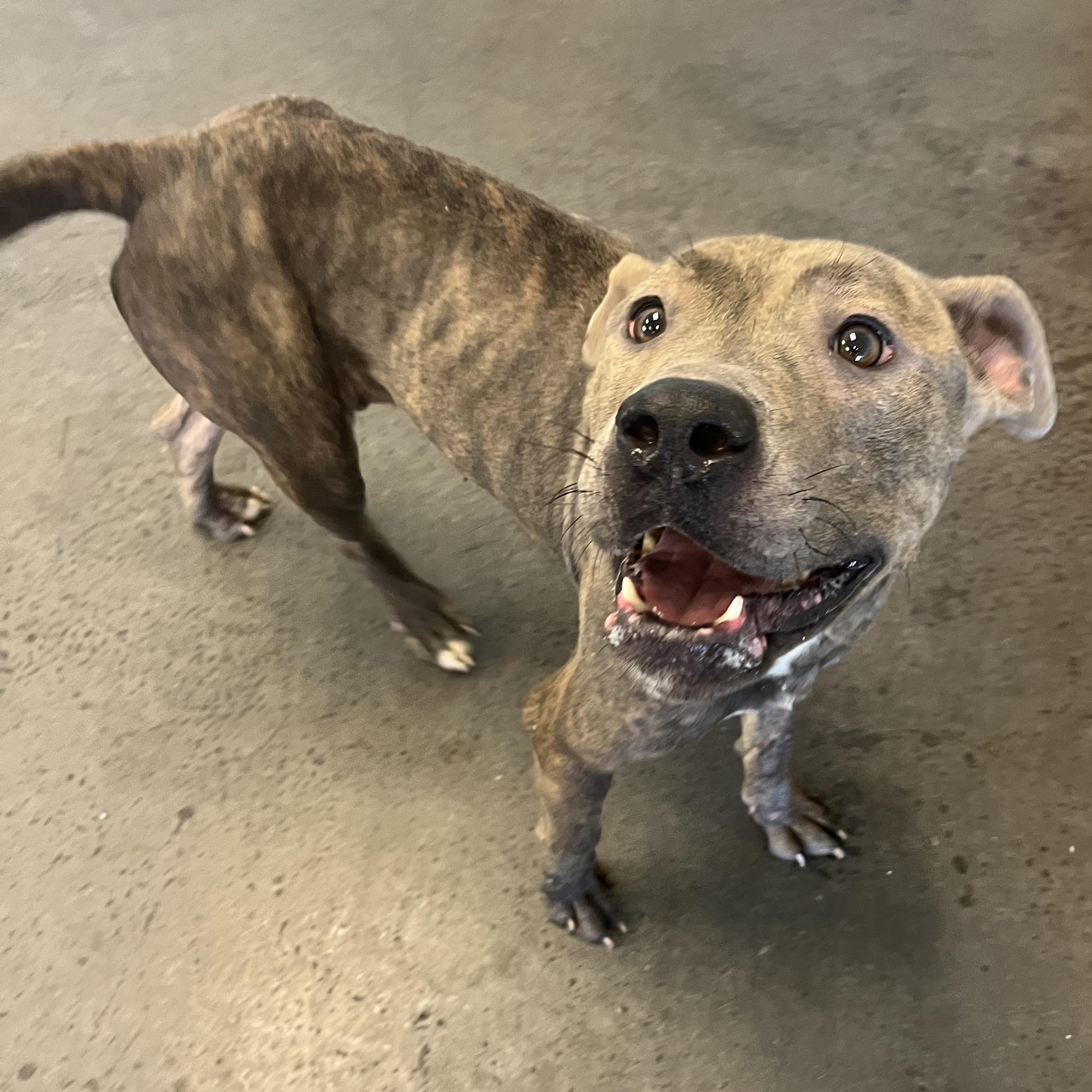 Samara, a Adoptable mixed breed in Mishawaka, IN image 4/6