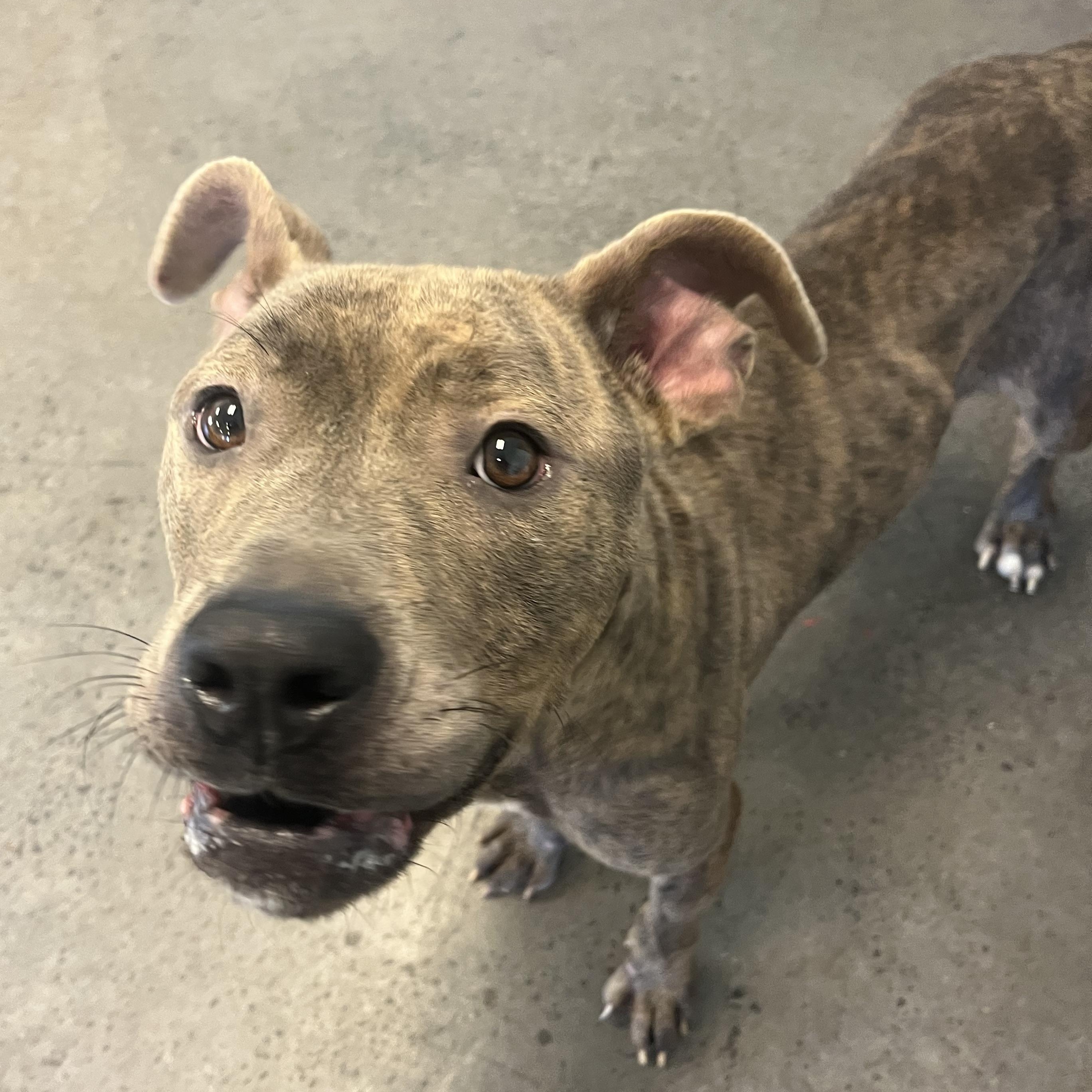 Samara, a Adoptable mixed breed in Mishawaka, IN image 6/6