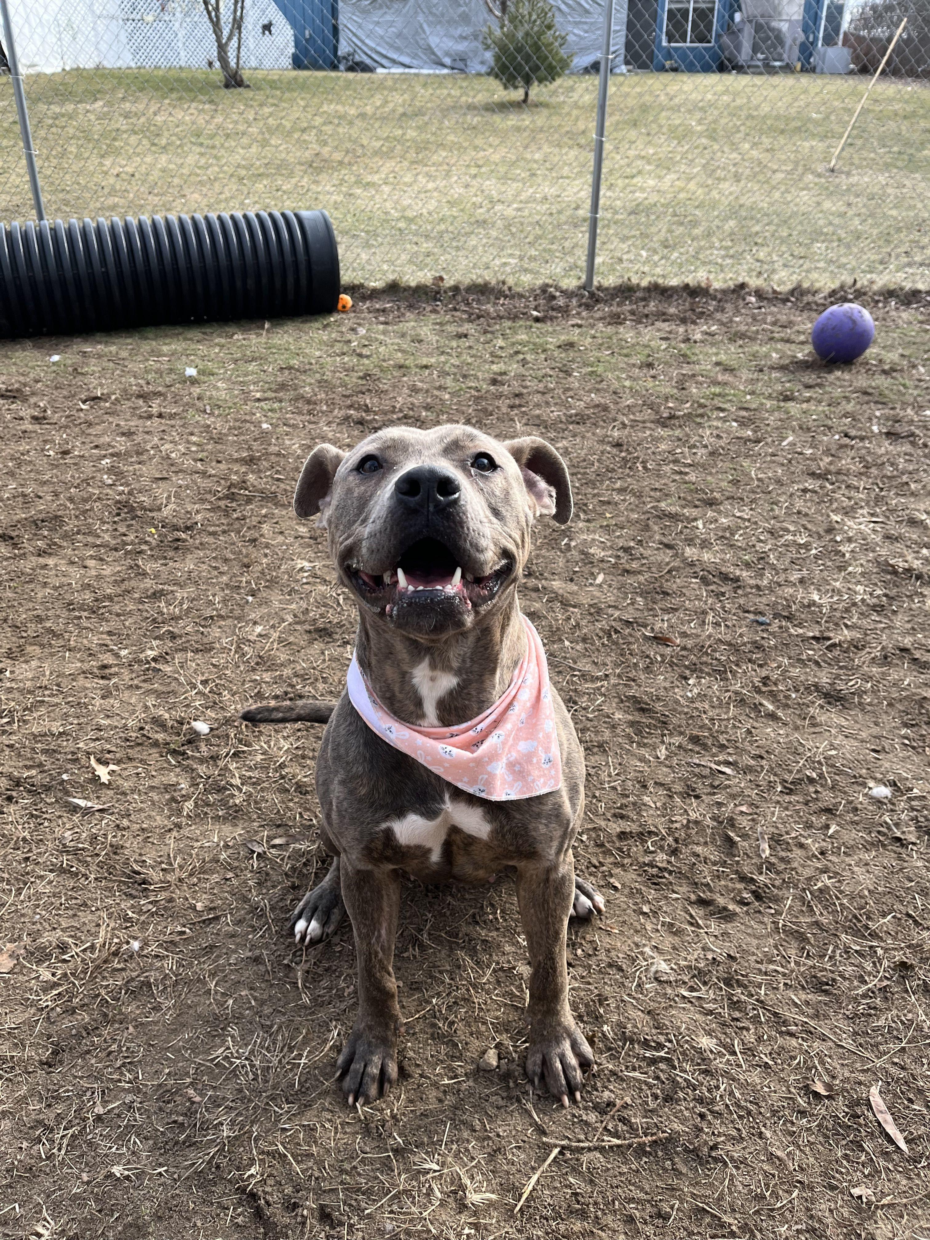 Samara, a Adoptable mixed breed in Mishawaka, IN image 2/6