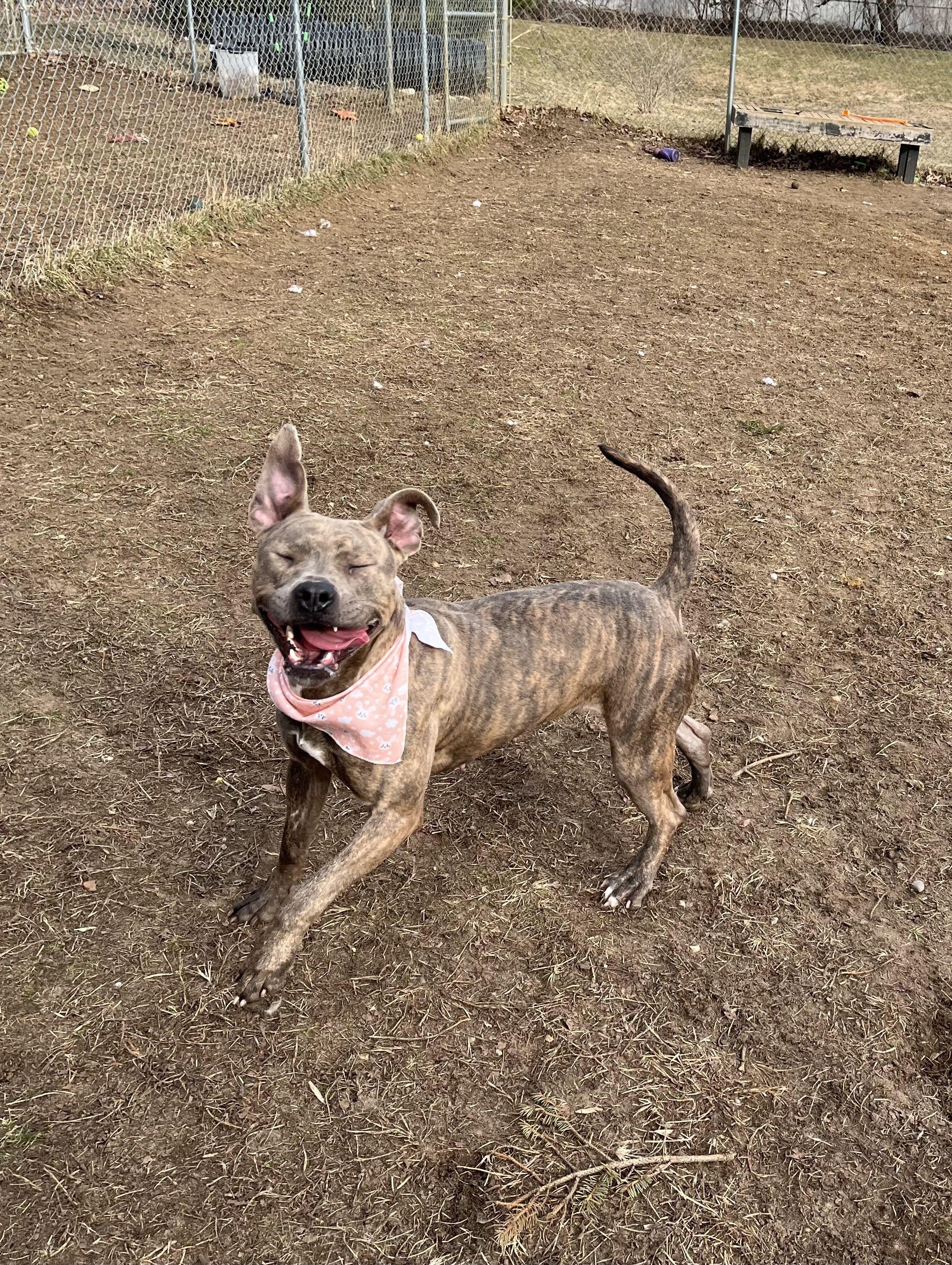 Samara, Adoptable, Adult Female Mixed Breed.