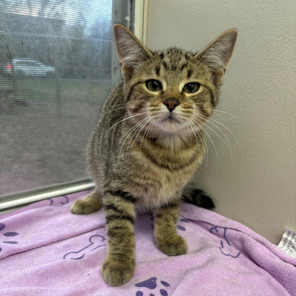 Trotters thumbnail 3