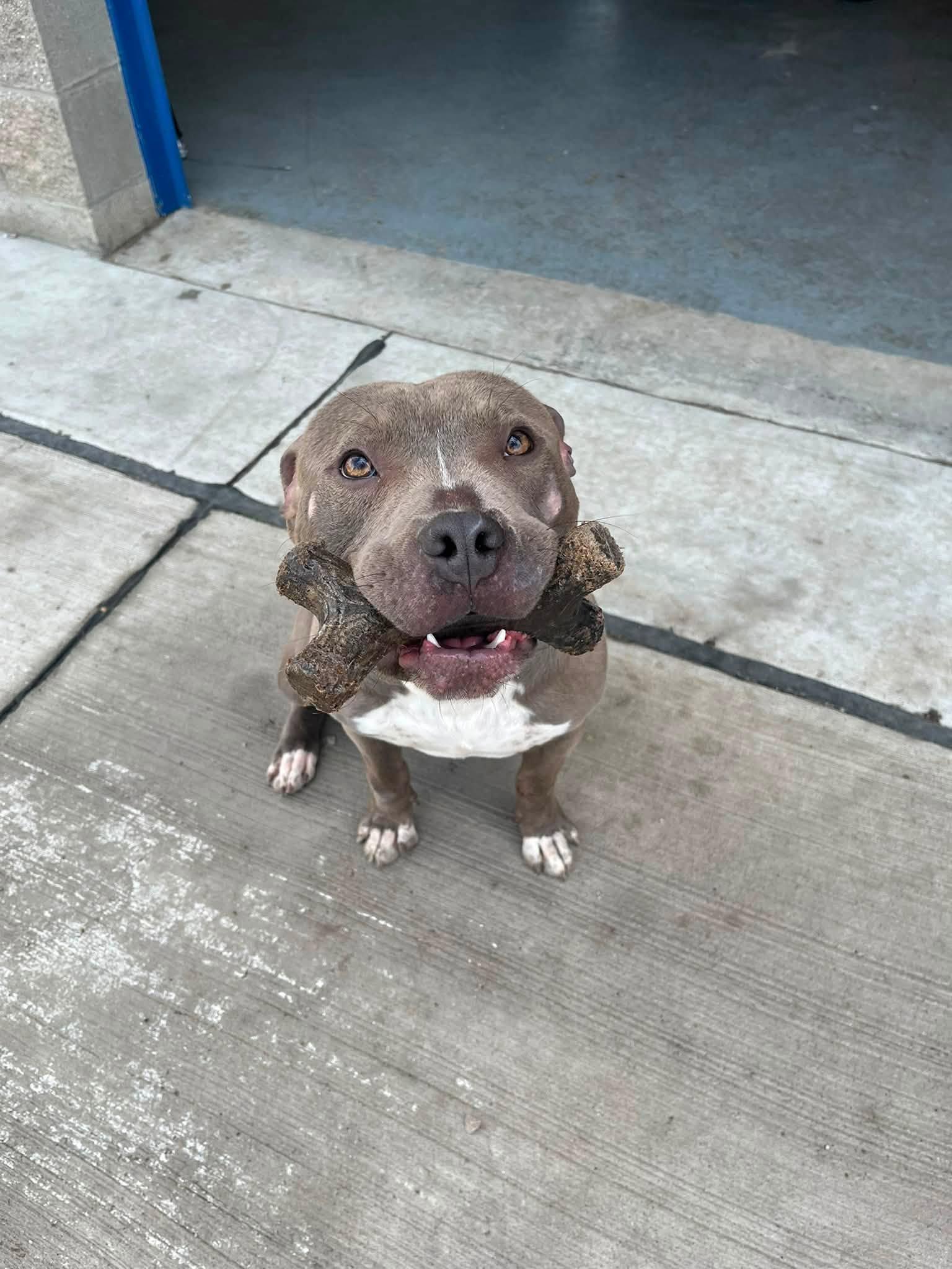Snoopy, a ADOPTABLE mixed breed in Lincoln Park, MI image 1/3