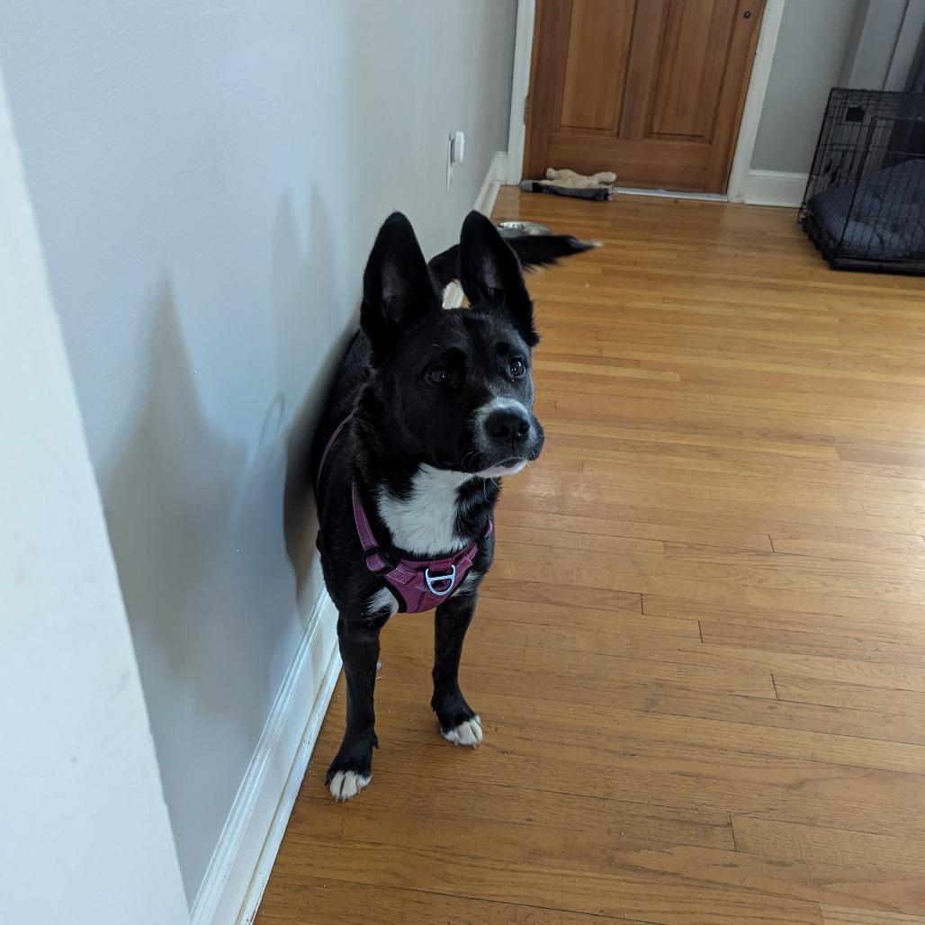 Mocha — thumbnail 2