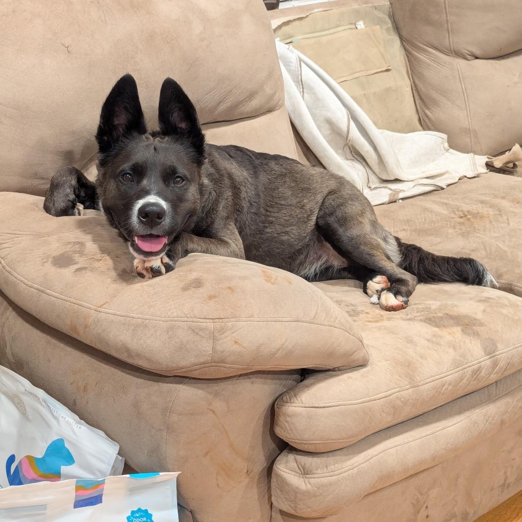 Mocha — thumbnail 3