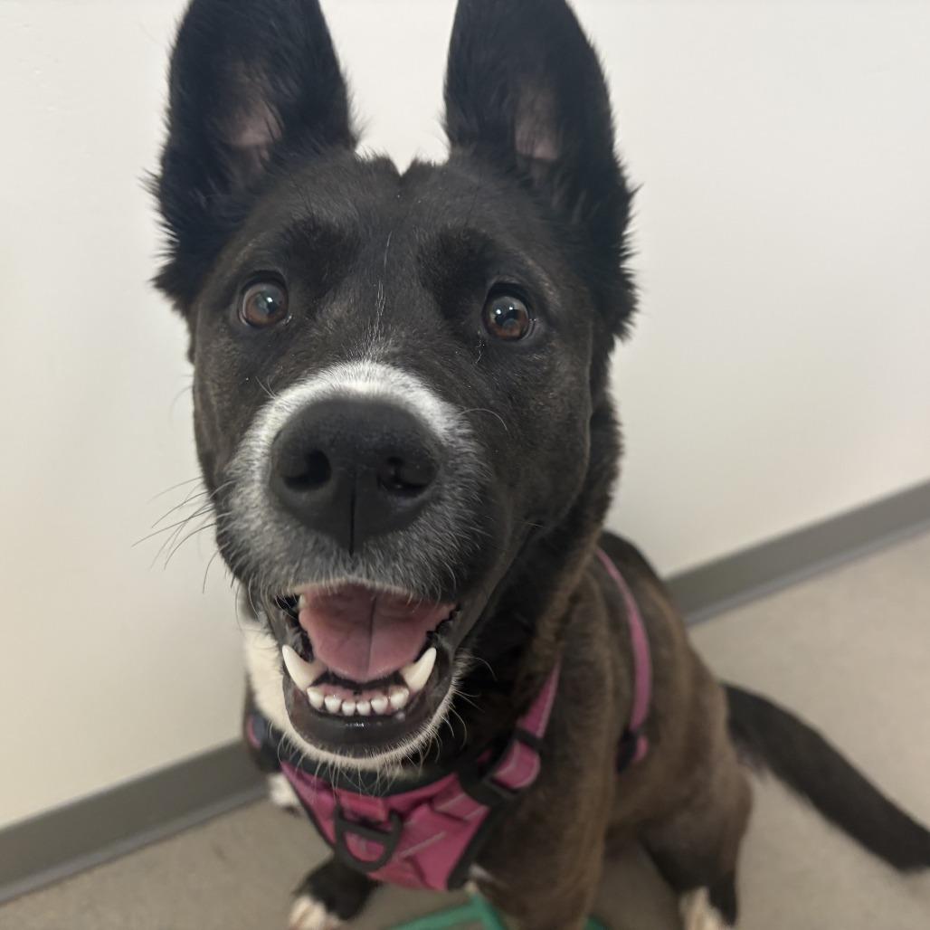 Mocha — thumbnail 6