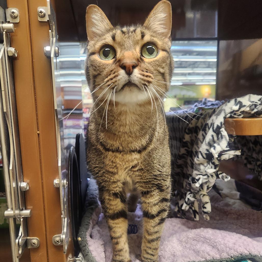 Milo, Adoptable, Senior Male Domestic Short Hair.