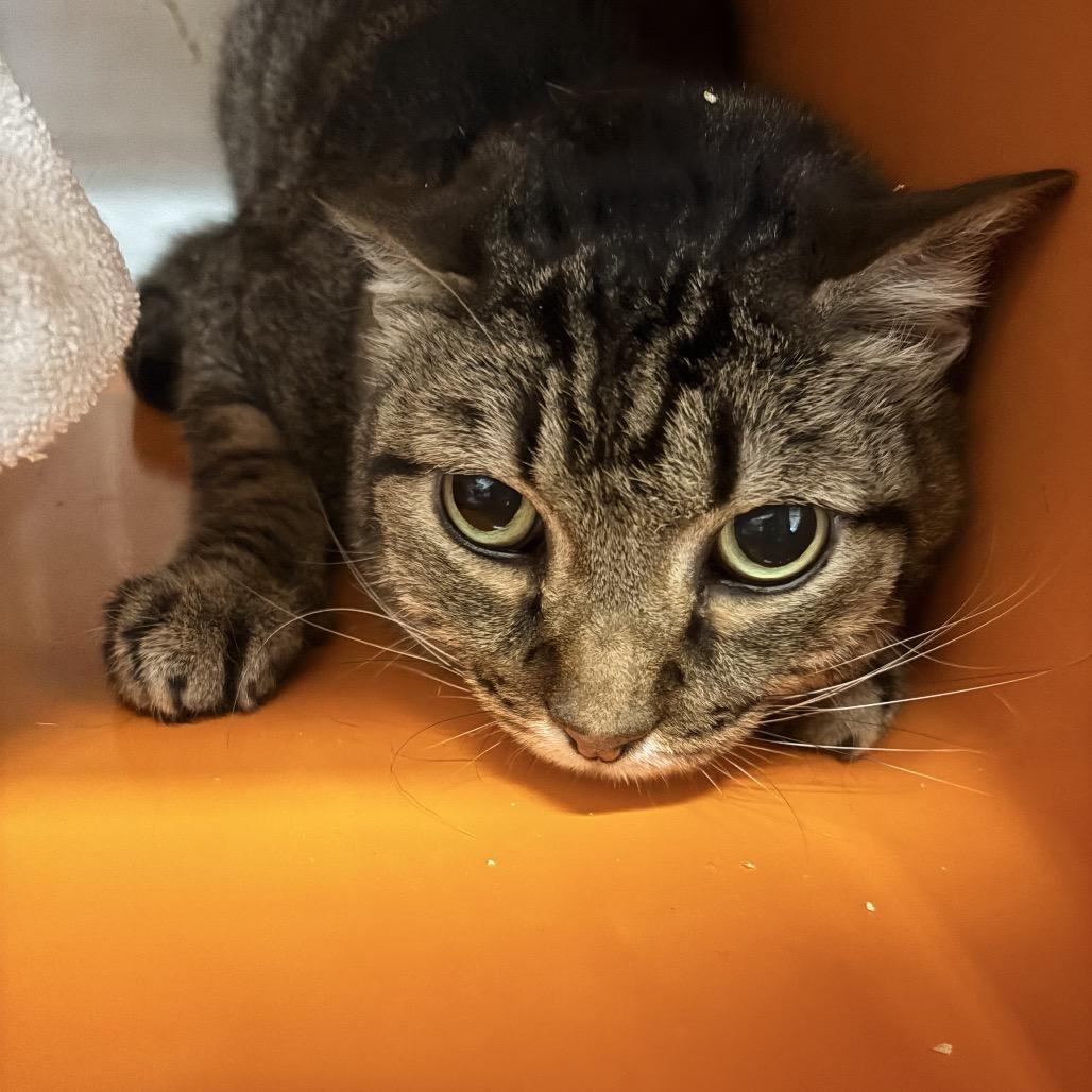 Milo, a Adoptable Domestic Short Hair in Morgan Hill, CA image 2/5
