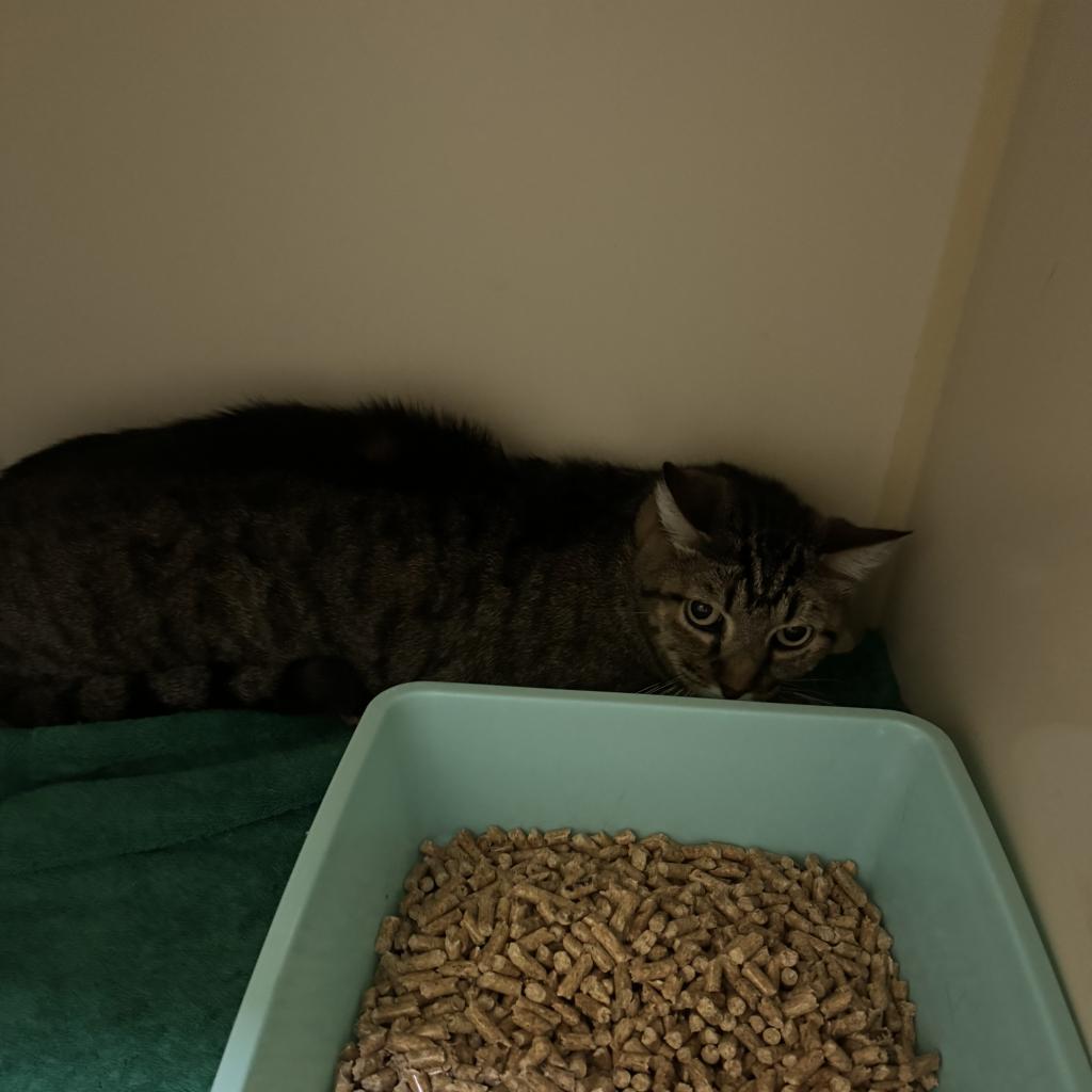 Milo, a Adoptable Domestic Short Hair in Morgan Hill, CA image 3/5