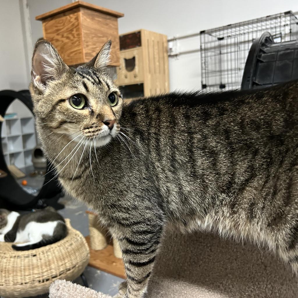 Milo, a Adoptable Domestic Short Hair in Morgan Hill, CA image 4/5