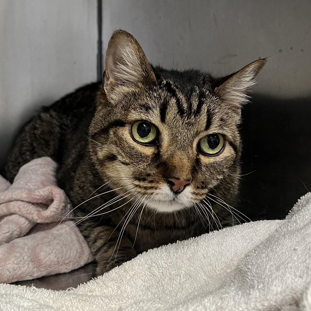 Milo, a Adoptable Domestic Short Hair in Morgan Hill, CA image 5/5