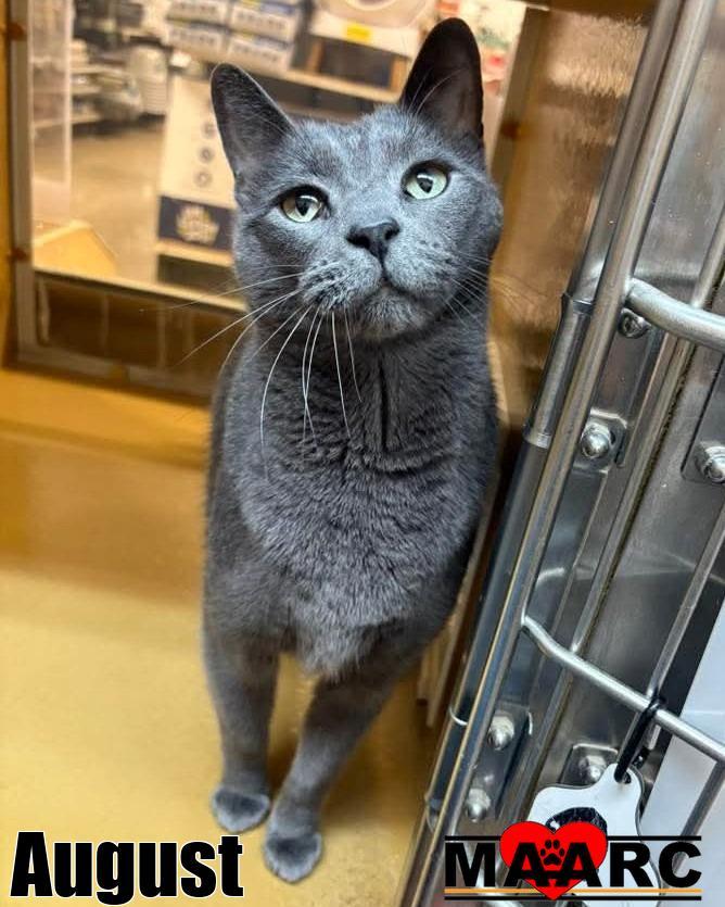 Enlarge August, a Adoptable mixed breed in Maryville, TN image 1/1