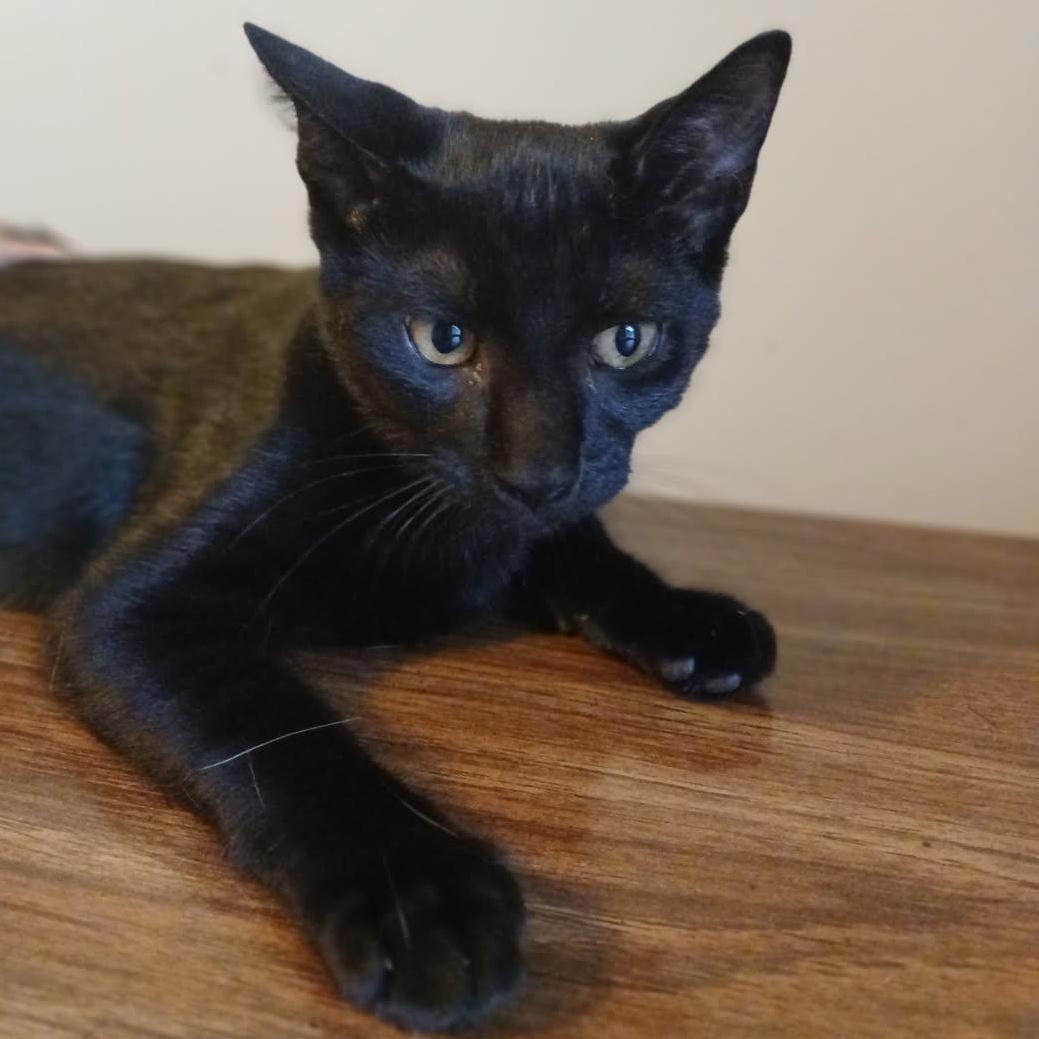 Tater Tot, Adoptable, Kitten Male Domestic Short Hair.