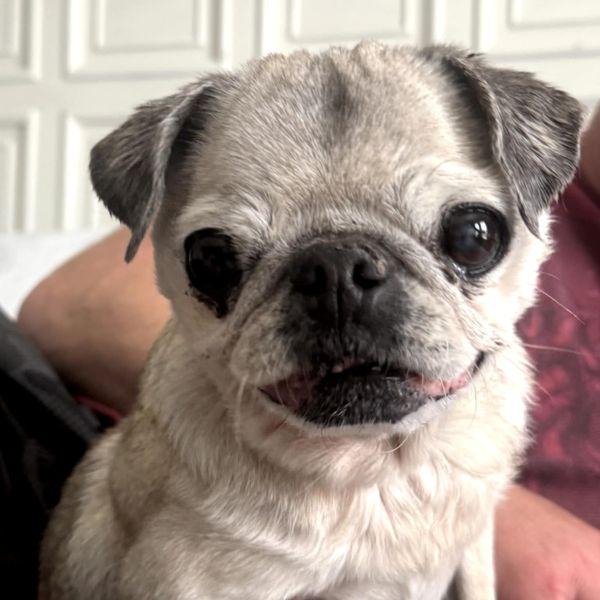 Enlarge Betsy, a Adoptable Pug in Alvin, TX image 1/1