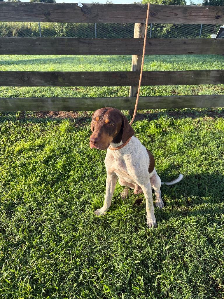 Sidney, Adoptable, Young Male Terrier.