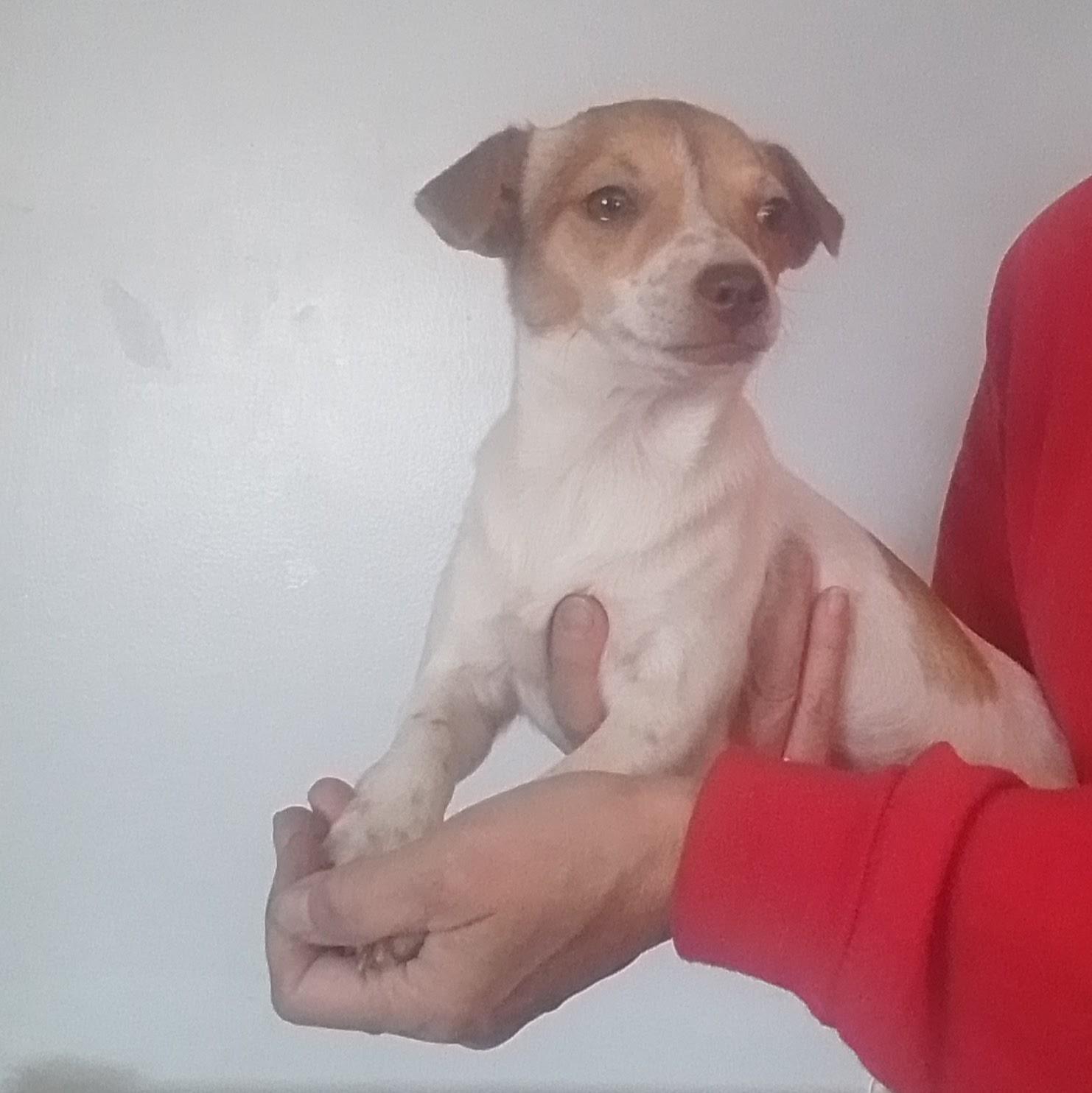 Meg, Adoptable, Puppy Female Chihuahua.