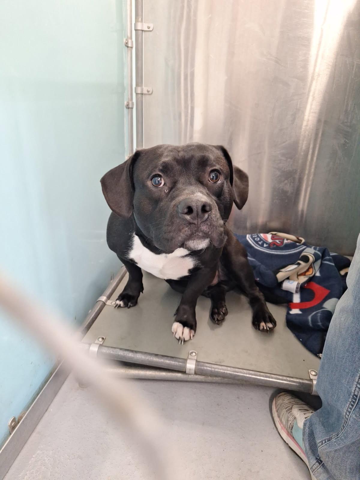 Guinness, Adoptable, Young Male Pit Bull Terrier.