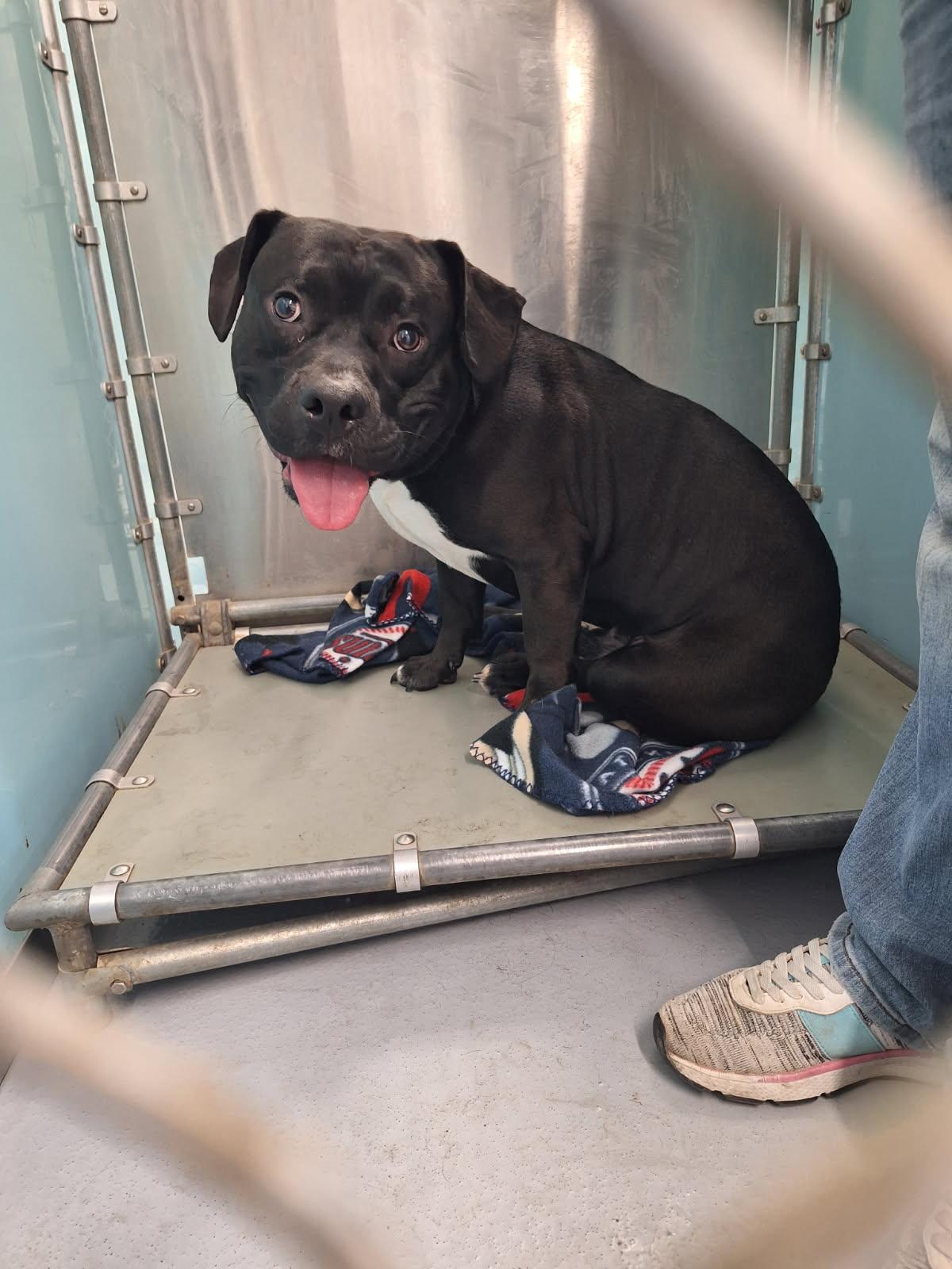 Enlarge Guinness, a Adoptable Pit Bull Terrier in Morris, MN image 2/2