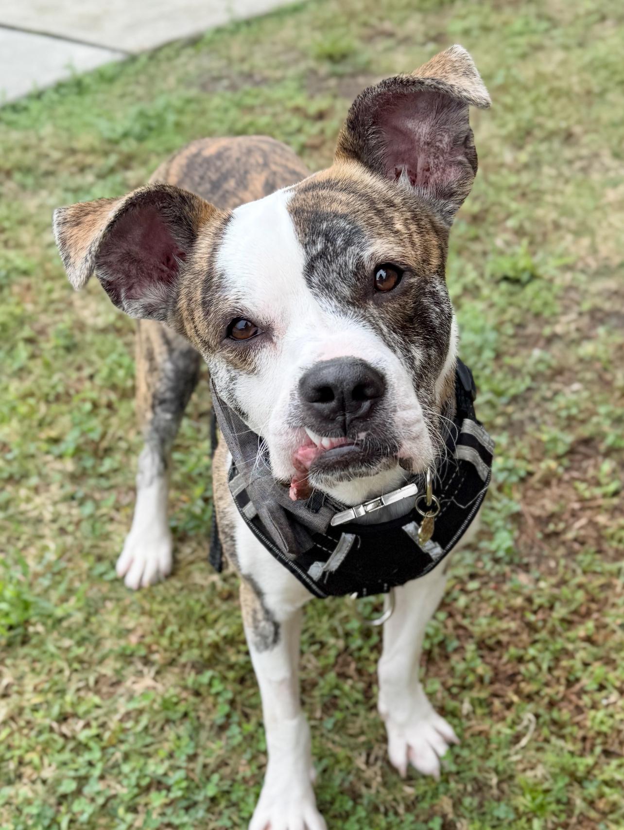 Enlarge Gizmo, an adopted mixed breed in Mount Pleasant, SC image 1/2