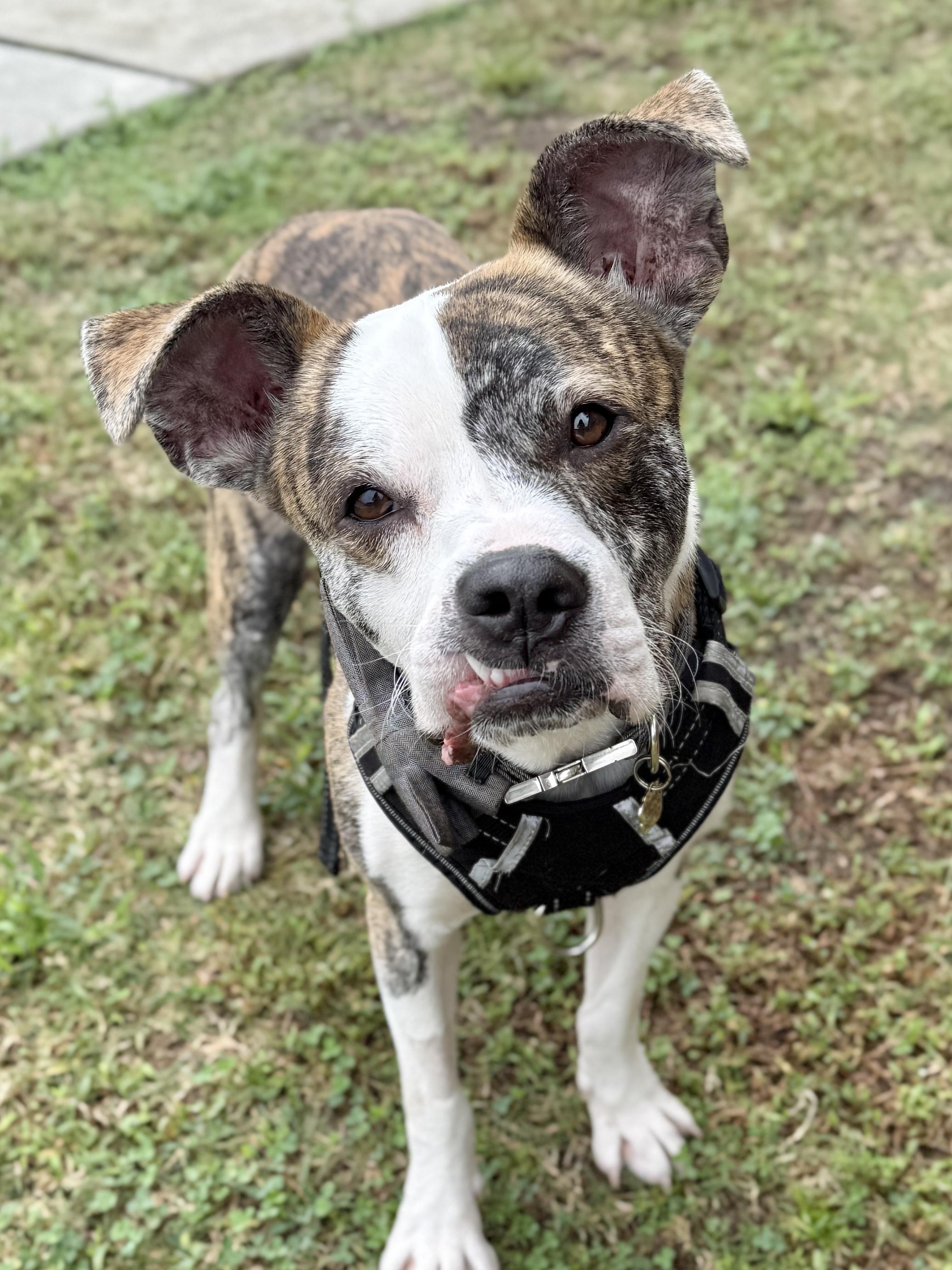 Enlarge Gizmo, an adopted mixed breed in Mount Pleasant, SC image 2/2