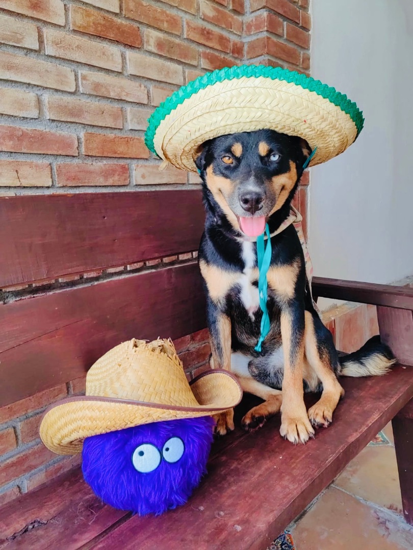 Dog for adoption Porfirio, a German Shepherd Dog & Black Labrador