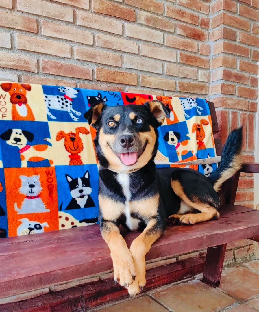 Dog for adoption Porfirio, a German Shepherd Dog & Black Labrador