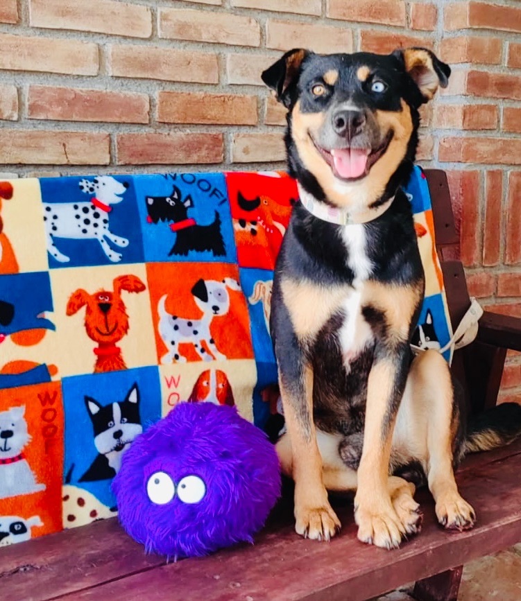 Dog for adoption Porfirio, a German Shepherd Dog & Black Labrador