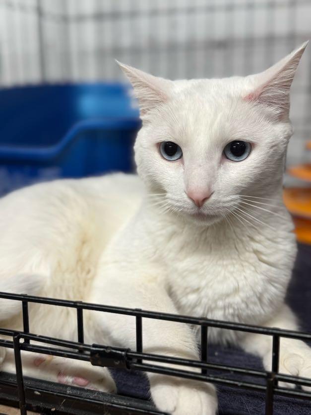 Enlarge Sophie, a Adoptable Domestic Short Hair in East Amherst, NY image 4/6