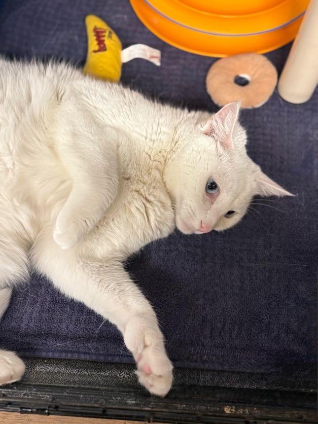 Enlarge Sophie, a Adoptable Domestic Short Hair in East Amherst, NY image 3/6