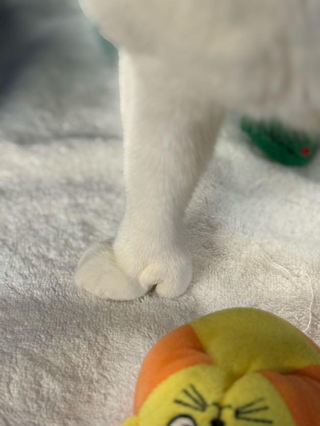 Enlarge Sophie, a Adoptable Domestic Short Hair in East Amherst, NY image 5/6