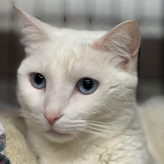 Enlarge Sophie, a Adoptable Domestic Short Hair in East Amherst, NY image 1/6