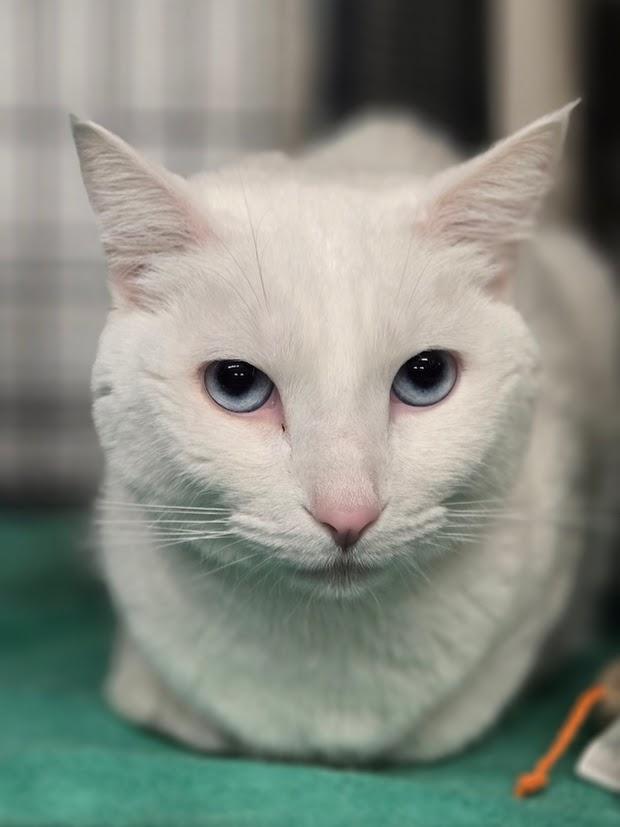 Enlarge Sophie, a Adoptable Domestic Short Hair in East Amherst, NY image 2/6