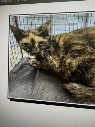 Brittlestar, Adoptable, Young Female Domestic Short Hair & Domestic Short Hair.