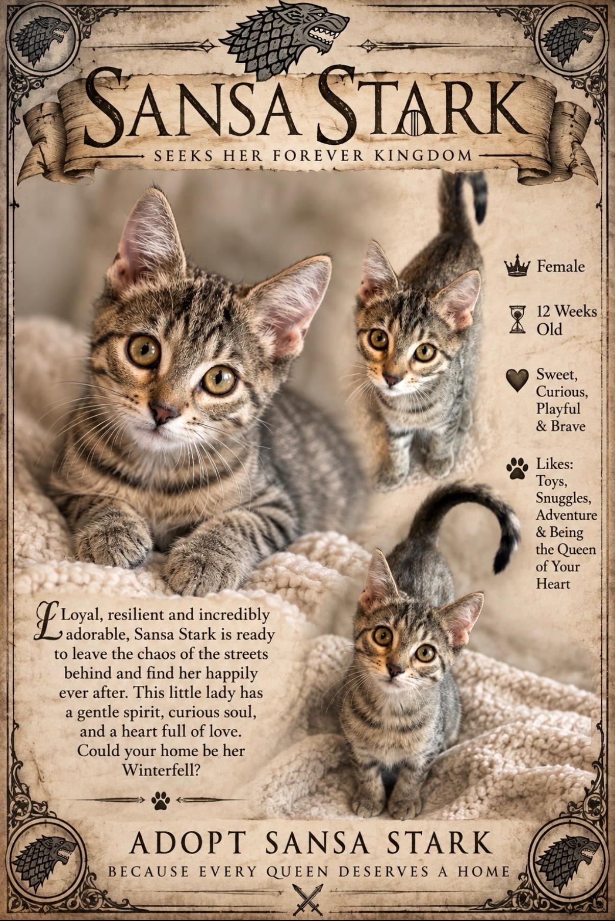 Enlarge Sansa Stark, an adopted Domestic Short Hair in Medina, OH image 1/1
