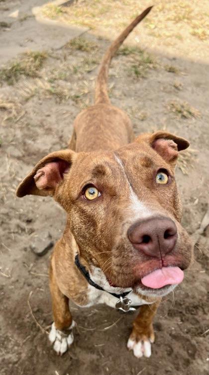 Tipper, Adoptable, Adult Male Pit Bull Terrier & Mixed Breed.