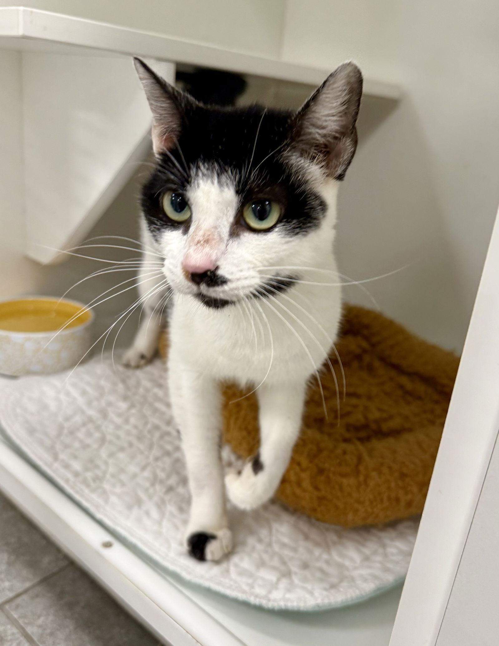 Tenchie M, Adoptable, Adult Female Domestic Short Hair.