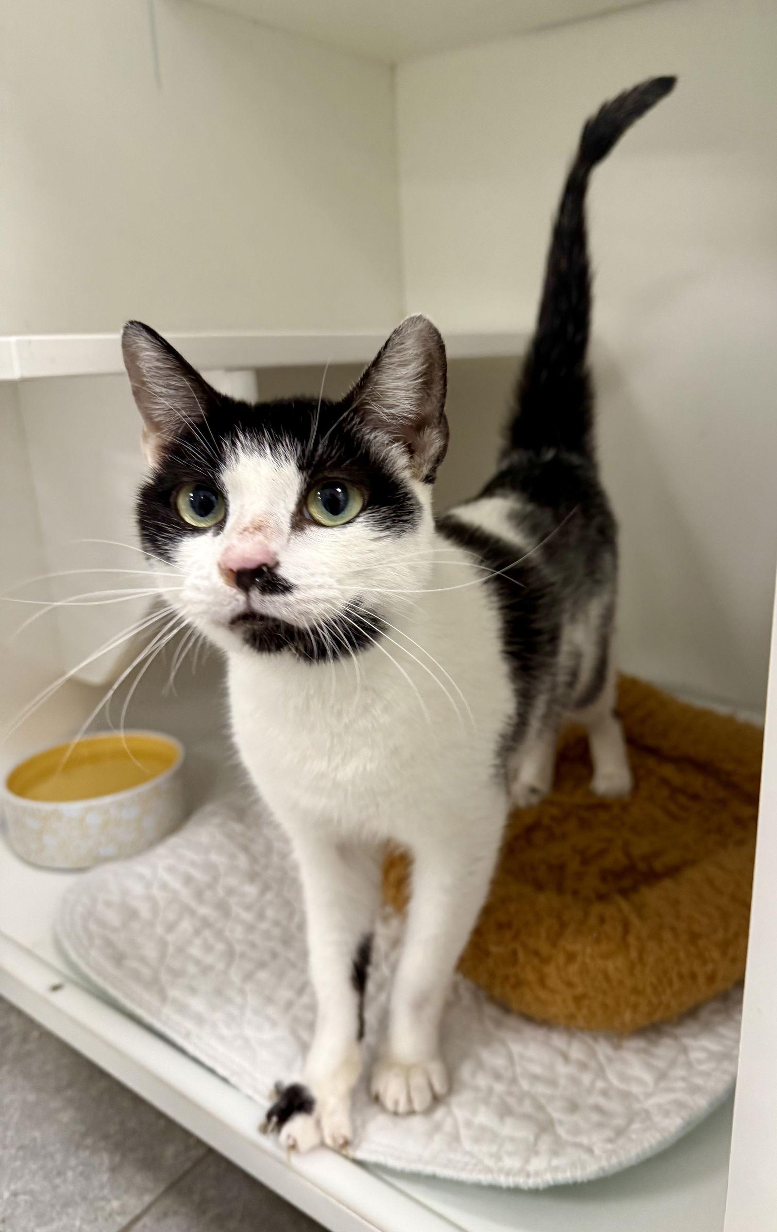 Enlarge Tenchie M, a Adoptable Domestic Short Hair in Satellite Beach, FL image 3/3