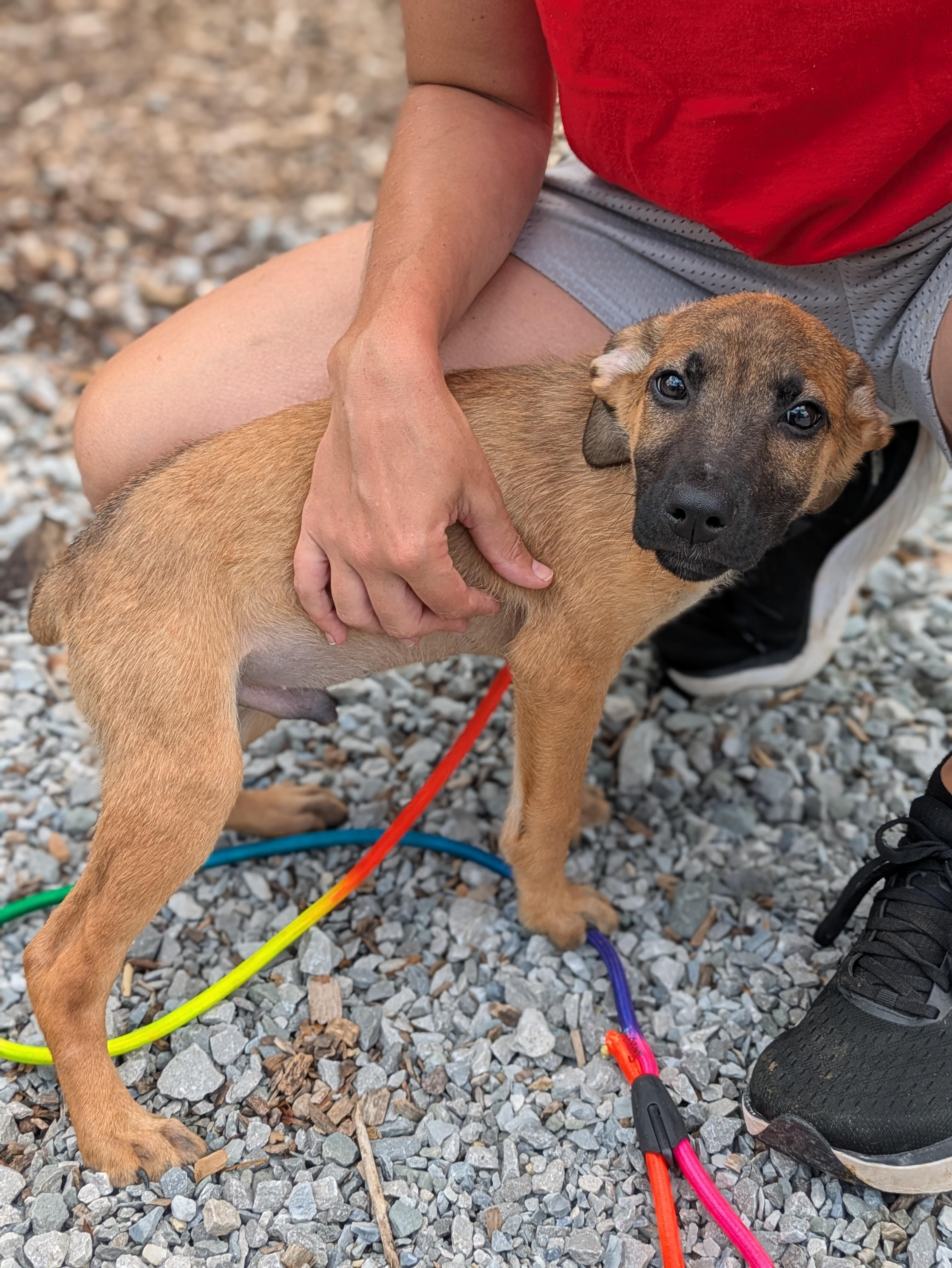 Enlarge Watson, an adopted Mixed Breed in Huntsville, AL image 3/3