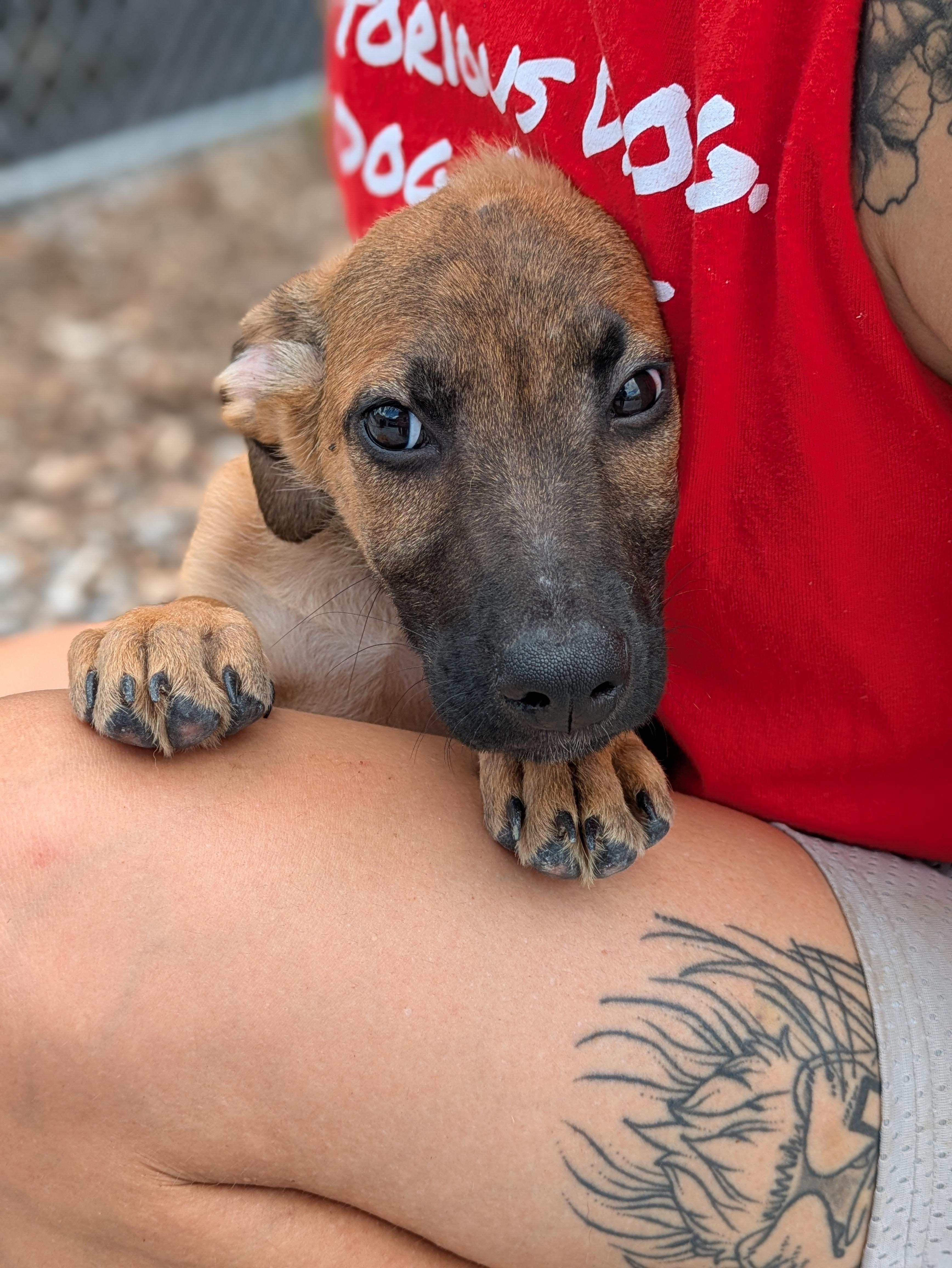 Enlarge Watson, an adopted Mixed Breed in Huntsville, AL image 2/3