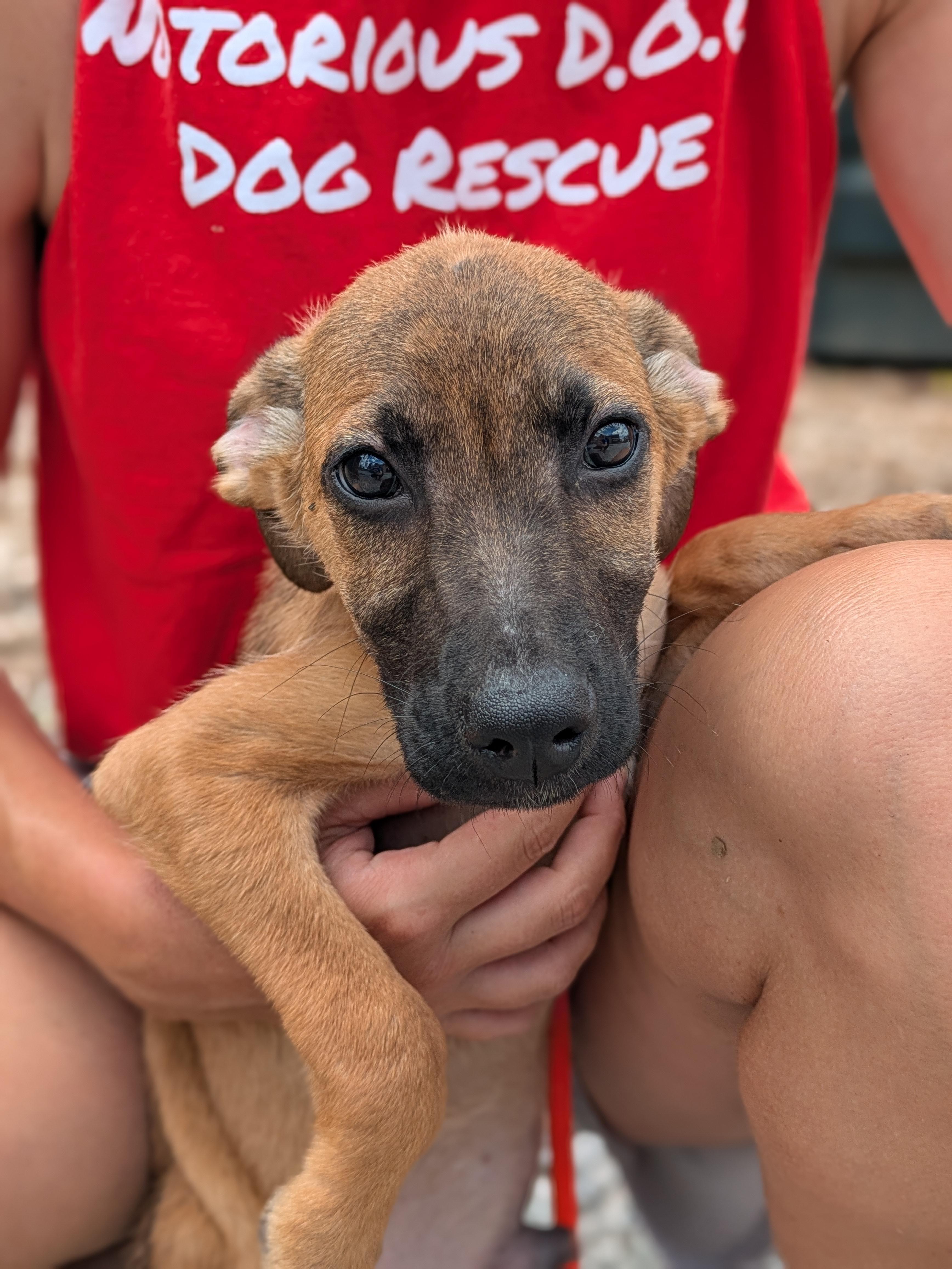 Enlarge Watson, an adopted Mixed Breed in Huntsville, AL image 1/3