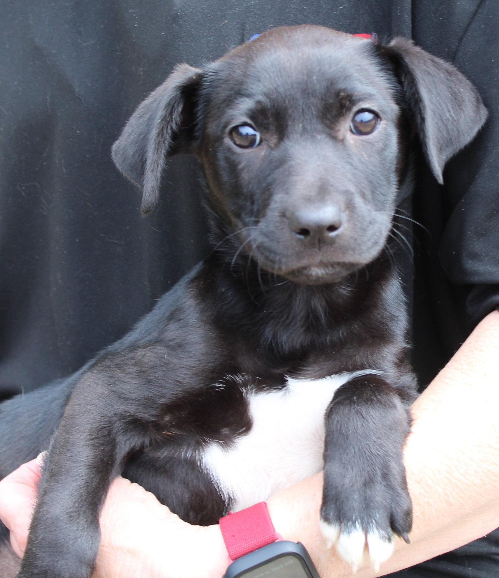 Nina 43469, Adoptable, Puppy Female Labrador Retriever.