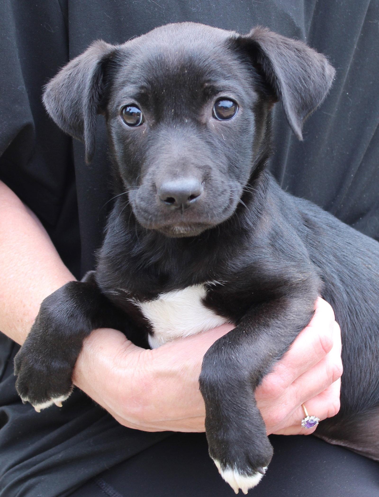 Enlarge Nina 43469, a Adoptable Labrador Retriever in Prattville, AL image 2/2