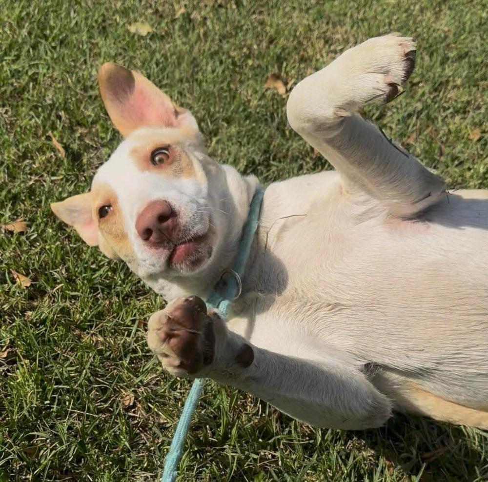 Enlarge Cloud, a Adoptable mixed breed in Syracuse, NY image 1/6